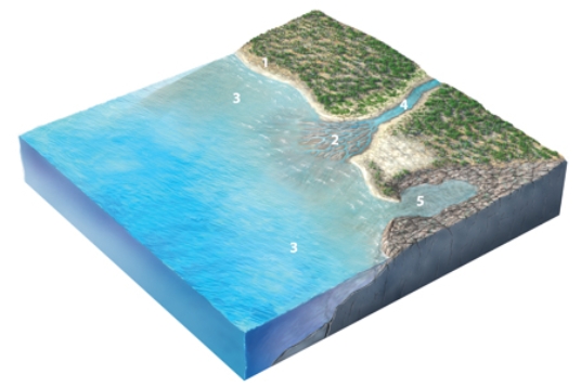 <strong>Which site will most likely experience rapid erosion? </strong> A)1, cliffs composed of hard rocks B)2, sediments in a delta C)3, the seafloor deep beneath the waves D)4, the coastline of a bay E)5, the coastline in a branching embayment