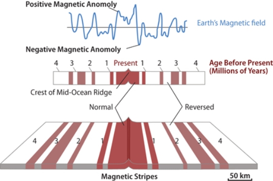 <strong>If the area shown in this figure is 240 kilometers wide, and the oldest crest is 4 million years old, what was the approximate rate of seafloor spreading across this ridge? </strong> A)0.24 kilometers per million years B)2.4 kilometers per million years C)60 kilometers per million years D)240 kilometers per million years E)960 kilometers per million years