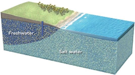 <strong>What could happen if this well is overpumped? </strong> A) It will run out of water and become a dry well. B) It will yield more water over time. C) The water table will drop, causing sand to flow into the well. D) The bottom of the lens of fresh water will rise, causing the well to draw in salt water.