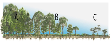 <strong>Given that climate correlates closely with vegetation, what letter approximates the type of vegetation you would see for an Aw climate?  </strong> A)A B)B C)C <div style=padding-top: 35px> 