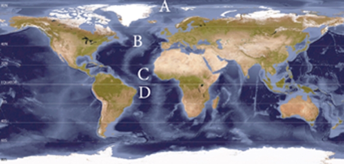 <strong>Which wind belt is located at letter D?  </strong> A)Polar Easterlies B)Westerlies C)Northeast Trade Winds D)Southeast Trade Winds <div style=padding-top: 35px> 