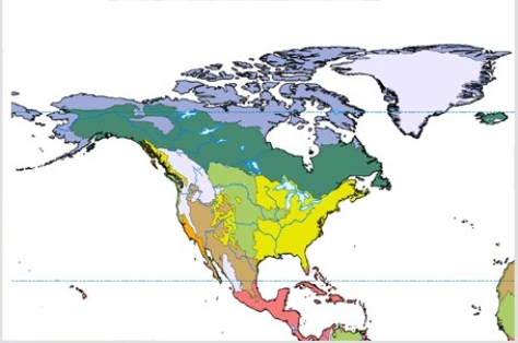 <strong>In the map below,dark blue-green,such as across most of Alaska and interior Canada,represents  </strong> A)temperate forest. B)tundra. C)boreal forest. D)grassland. <div style=padding-top: 35px> 
