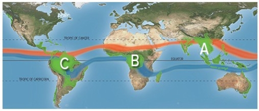 <strong>Almost two-thirds of the world's tropical rain forests are found in which area on the map below?  </strong> A)A B)B C)C D)D <div style=padding-top: 35px> 
