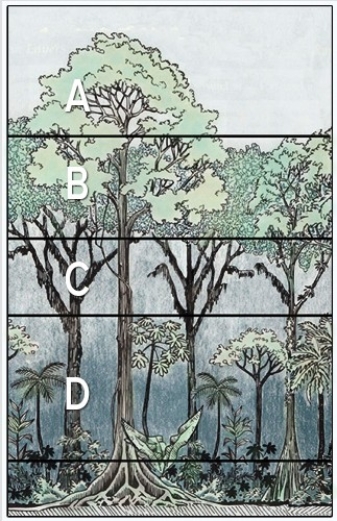 <strong>In the diagram below,the understory is at  </strong> A)A. B)B. C)C. D)D. <div style=padding-top: 35px> 