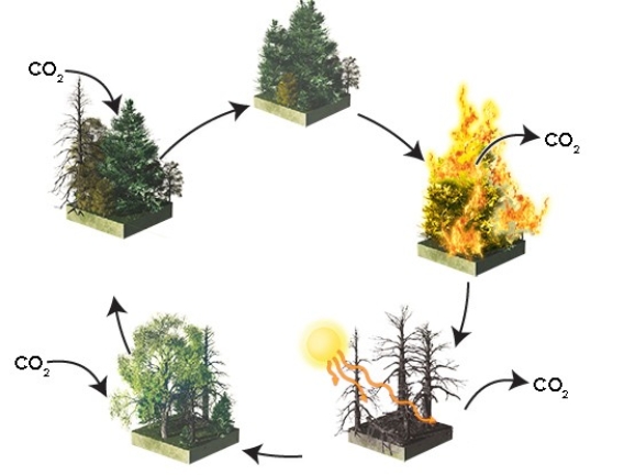 <strong>The diagram below illustrates that after disturbance of the boreal forest,the pioneer and climax species are usually  </strong> A)deciduous and evergreen forest,respectively. B)evergreen and deciduous forest,respectively. C)deciduous forest and tundra,respectively. D)tundra and evergreen forest,respectively. <div style=padding-top: 35px> 