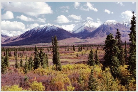 <strong>This photograph of the tundra biome was most likely taken  </strong> A)near the ecotone with the boreal forest biome. B)near the ecotone with the grassland biome. C)far from the treeline. D)where the active layer is thinnest in the tundra biome. <div style=padding-top: 35px> 