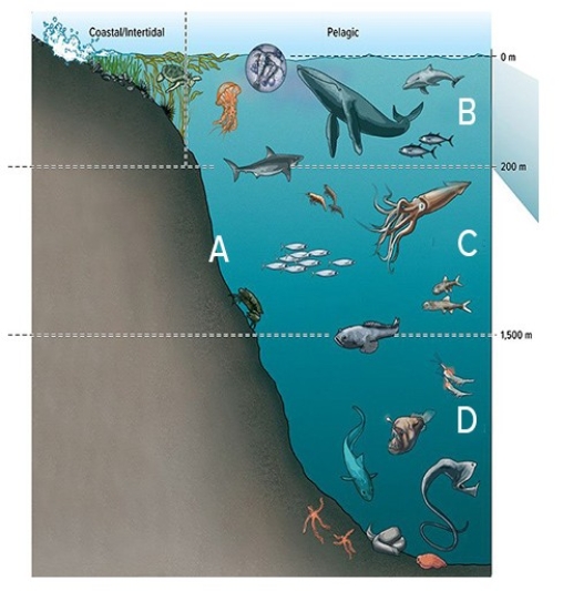 <strong>In the diagram below,A is the  </strong> A)hadal zone. B)mesopelagic zone. C)epipelagic zone. D)benthic zone. <div style=padding-top: 35px> 