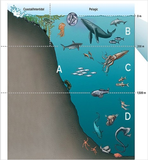 <strong>In the diagram below,B is the  </strong> A)hadal zone. B)mesopelagic zone. C)epipelagic zone. D)benthic zone. <div style=padding-top: 35px> 