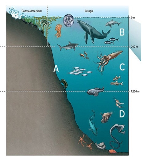 <strong>In the diagram below,C is the  </strong> A)hadal zone. B)mesopelagic zone. C)epipelagic zone. D)benthic zone. <div style=padding-top: 35px> 