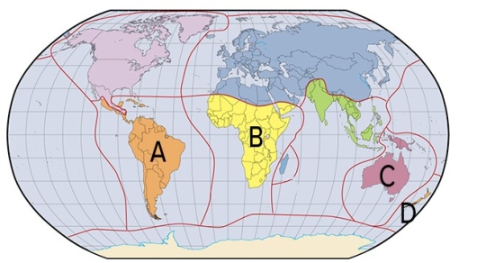 <strong>Which of the labels in the map below is where the Neotropic realm contains unique mammals and colorful birds?  </strong> A)A B)B C)C D)D <div style=padding-top: 35px> 