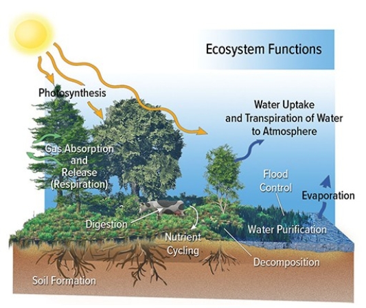 <strong>The diagram below shows that  </strong> A)ecosystem structures include both biotic and abiotic components. B)ecosystem functions include both biotic and abiotic components. C)ecosystem structures are abundant and usually considered limitless. D)ecosystem functions are abundant and usually considered limitless. <div style=padding-top: 35px> 