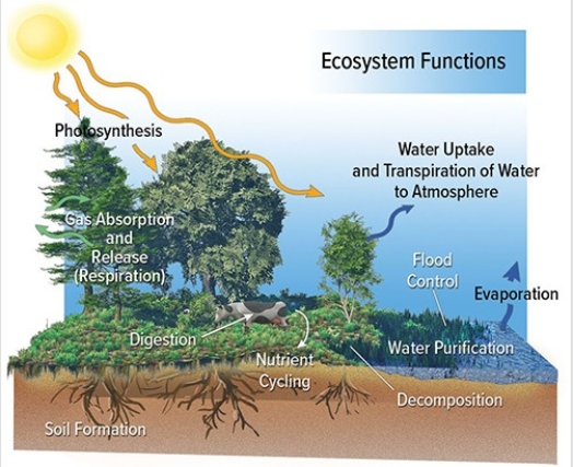 <strong>The diagram below reminds us that  </strong> A)ecosystem structures tend to occur on land and ecosystem functions tend to occur on water. B)ecosystem functions are dynamic processes that support the ecosystem. C)ecosystem structures and functions are largely the same in most ecosystems. D)ecosystem functions occur on long time periods. <div style=padding-top: 35px> 