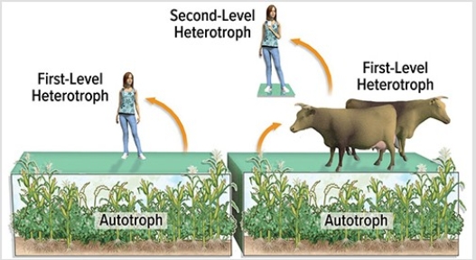 <strong>The diagram below illustrates the point that the cows are  </strong> A)first-level heterotrophs. B)second-level heterotrophs. C)primary producers. D)keystone predators. <div style=padding-top: 35px> 