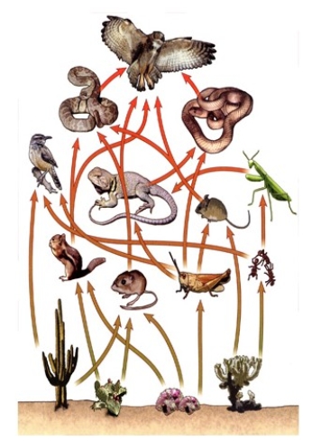 <strong>Food webs like the one shown below generally show  </strong> A)consumers only at the secondary level and above. B)the degree of interdependence between organisms in ecosystems. C)all of the structures in an ecosystem. D)less information than a food chain. <div style=padding-top: 35px> 