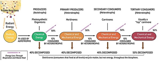 <strong>In the diagram below,the second law of thermodynamics is responsible for the processes depicted by  </strong> A)the purple squiggly lines only. B)the black arrows only. C)the brown arrows only. D)the yellow squiggly lines and the black arrows. E)the purple squiggly lines and the brown arrows. <div style=padding-top: 35px> 