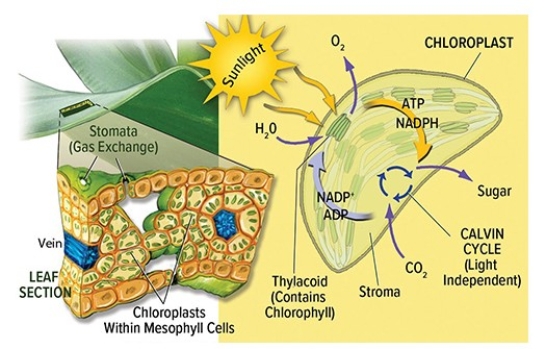 <strong>The left half of the diagram below represents the component of photosynthesis that  </strong> A)occurs only in plants that have relatively large chloroplasts. B)occurs only in plants that have relatively small chloroplasts. C)can happen whether sunlight is present or not. D)requires the presence of sunlight. <div style=padding-top: 35px> 