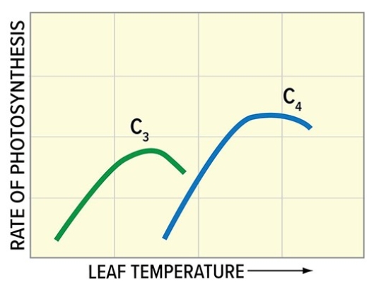 <strong>The diagram below shows that C₄ plants photosynthesize more efficiently than C₃ plants at high temperatures.This is because  </strong> A)C₄ plants make use of chemosynthesis as well as photosynthesis. B)C₄ plants are able to minimize water loss through the stomates more efficiently than C₃ plants. C)C₄ plants make use of the Calvin cycle to photosynthesize over a wider range of hours,while C₃ plants do not. D)C₄ plants have larger chloroplasts than C₃ plants. <div style=padding-top: 35px> 