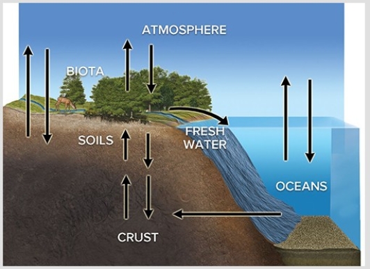 <strong>The diagram below conveys the idea that  </strong> A)oceanic subduction zones are areas where ecosystems are particularly rich. B)biogeochemical cycles store and cycle matter across the different spheres. C)diversity is only one indicator of an ecosystem's health. D)life tends to exist in clumps with little between the productive areas. <div style=padding-top: 35px> 