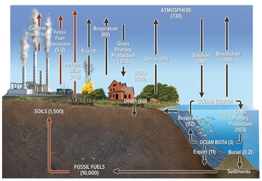 <strong>The diagram below depicts the global  </strong> A)nitrogen cycle. B)sulfur cycle. C)carbon cycle. D)titanium cycle. <div style=padding-top: 35px> 