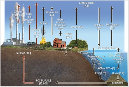 <strong>In the diagram below,the red arrows represent  </strong> A)fluxes that are increasing over time. B)fluxes that have little environmental impact. C)fluxes that are constant across time. D)human-influenced fluxes. <div style=padding-top: 35px> 
