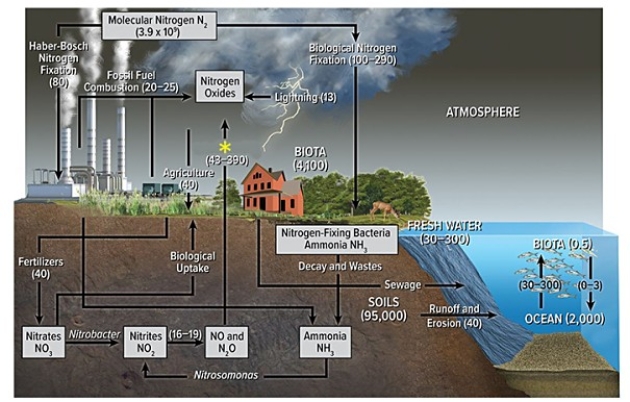 <strong>According to the diagram below,the process by which nitrogen moves from the land to the atmosphere primarily after microbes or fossil fuel combustion converts various forms of nitrogen back to N₂,as at the yellow asterisk (*),is known as  </strong> A)cyclolysis. B)denitrification. C)eutrophication. D)photodissociation. <div style=padding-top: 35px> 