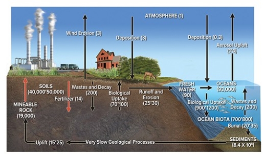 <strong>The diagram below depicts the  </strong> A)nitrogen cycle. B)carbon cycle. C)titanium cycle. D)phosphorus cycle <div style=padding-top: 35px> 