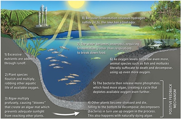 <strong>The diagram below illustrates the process of  </strong> A)regelation. B)eutrophication. C)carbonation. D)illuviation. <div style=padding-top: 35px> 