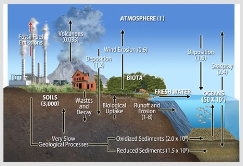 <strong>The diagram below shows that most of the reservoir and flux of the biogeochemical cycle called the sulfur cycle takes place in the lithosphere,so it is termed a(n)  </strong> A)metamorphic cycle. B)igneous cycle. C)sedimentary cycle. D)rock cycle. <div style=padding-top: 35px> 