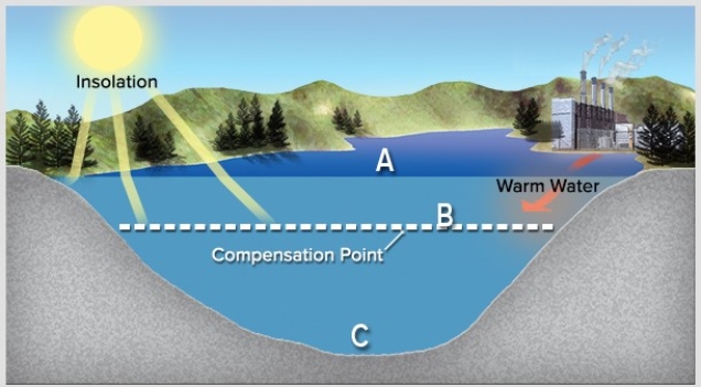 <strong>In the diagram below,more oxygen is used up than is produced at  </strong> A)A. B)B. C)C. <div style=padding-top: 35px> 