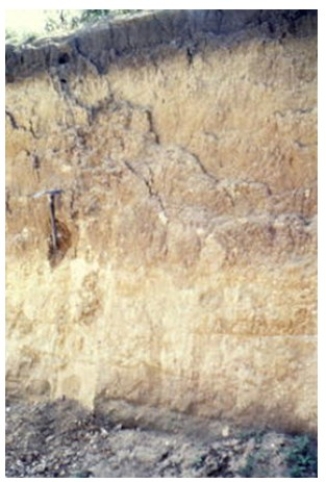 <strong>The soil shown in the photograph below has a greenish or grayish tint,which may mean that </strong> A)it has abundant aluminum and/or iron oxides. B)it contains abundant organic matter. C)it has been waterlogged at some point. D)there are salts or other minerals that have been deposited by the evaporation of water.
