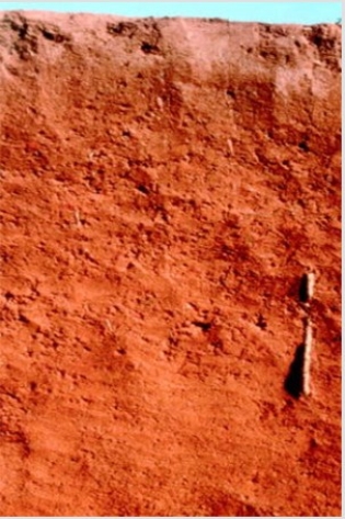 <strong>The soil shown in the photograph below has a reddish tint,which may mean that </strong> A)it has abundant aluminum and/or iron oxides. B)it contains abundant organic matter. C)it has been waterlogged at some point. D)there are salts or other minerals that have been deposited by the evaporation of water.