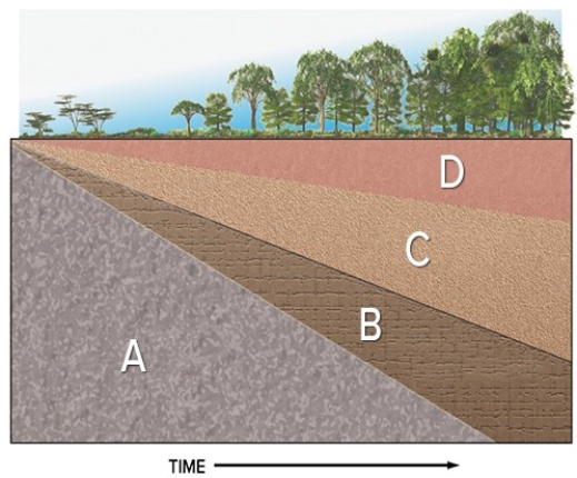 <strong>In the diagram below,regolith forms in which area? </strong> A)A B)B C)C D)D