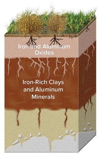 <strong>In the soil profile below,iron is present in both the top and bottom layer,as labeled,but why is only the second layer a reddish color? </strong> A)The iron oxide was leached from the top layer in what was most likely a wet environment. B)The iron oxide was leached from the top layer in what was most likely an arid environment. C)When exposed to air,the iron oxide loses its reddish tint in what was most likely a wet environment. D)When exposed to air,the iron oxide loses its reddish tint in what was most likely an arid environment.