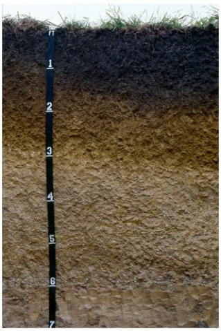 <strong>The diagram below is most likely from </strong> A)humid environment because of the abundant organic matter and evidence of oxidation. B)dry environment because of the visible lack of soil erosion. C)a waterlogged environment because there is strong evidence of anaerobic conditions. D)a temperate environment because of the well-developed horizons.
