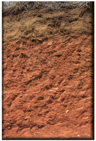 <strong>The thick ________ horizon in the soil profile shown in the diagram below is one of the distinguishing features of the ________ soil type. </strong> A)B; Ultisol B)O; Ultisol C)B; Oxisol D)O; Oxisol