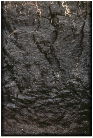 <strong>The soil pictured below is </strong> A)Vertisols. B)Oxisols. C)Gelisols. D)Spodosols.