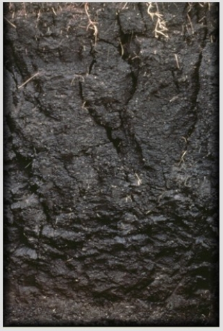 <strong>The absence of a layered structure in the soil pictured below occurs because </strong> A)leaching is so strong that it removes the distinguishing features of each layer. B)swelling as the soil absorbs water and shrinking as it dries out removes the horizonation. C)calcification has caused caliche to be left behind in all of the horizons. D)volcanic ash has penetrated very deeply beneath the surface in this soil type.