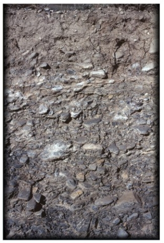 <strong>The limited horizonation in the soil type pictured below occurs because </strong> A)the subsurface is covered by permafrost. B)precipitation is limited. C)volcanic ash has penetrated very deeply beneath the surface in this soil type. D)leaf litter is so abundant that it tends to leach downward across all of the layers.