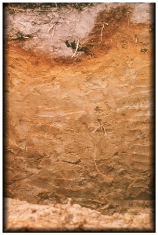 <strong>The bleached,grayish E horizon shown in the diagram here is characteristic of </strong> A)Spodosols. B)Alfisols. C)Gelisols. D)Andisols.