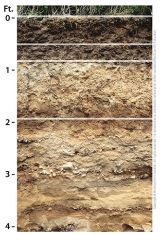 <strong>This agriculturally productive soil is a(n) </strong> A)Inceptisol. B)Alfisol. C)Aridisol. D)Gelisol. E)Mollisol.