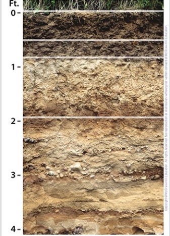 <strong>The eluviation in this Alfisol is most evident at a depth of ________ feet. </strong> A)0.5 B)1 C)2 D)3