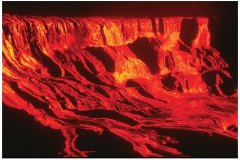 <strong>What type of eruption is shown in this photograph? </strong> A)Lava flow B)Lava dome C)Lava fountain D)Pyroclastic column E)Pyroclastic flow