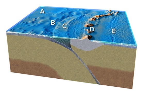 <strong>Which feature on this figure is formed by bending of the subducted plate? </strong> A)A B)B C)C D)D E)E