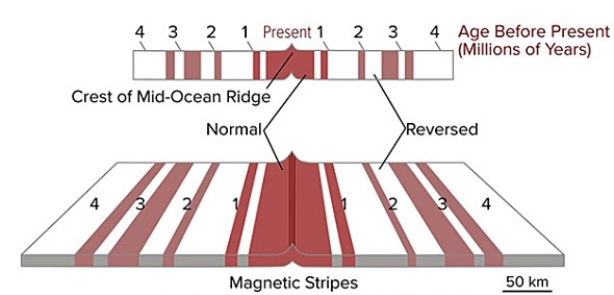 <strong>If the area shown in this figure is 240 kilometers wide and the oldest crest is 4 million years old,what was the approximate rate of seafloor spreading across this ridge? </strong> A)0.24 kilometers per million years B)2.4 kilometers per million years C)60 kilometers per million years D)240 kilometers per million years E)960 kilometers per million years
