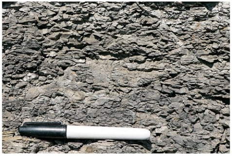 <strong>The type of rock shown in this photograph is  </strong> A)conglomerate. B)breccia. C)sandstone. D)shale. <div style=padding-top: 35px> 