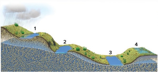 <strong>Of these four lakes,which ones are above the water table?  </strong> A)1 and 2 B)2 and 3 C)3 and 4 D)1 and 4 E)None of these are correct. <div style=padding-top: 35px> 
