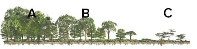 <strong>Given that climate correlates closely with vegetation,what letter approximates the type of vegetation you would see for an Am climate? </strong> A)A B)B C)C