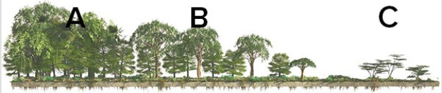 <strong>Given that climate correlates closely with vegetation,what letter approximates the type of vegetation you would see for an Aw climate? </strong> A)A B)B C)C