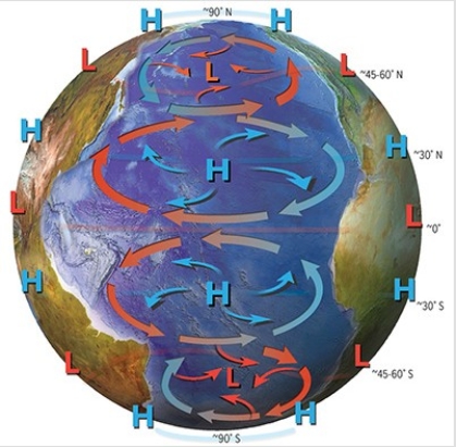 <strong>In the Northern Hemisphere,cold currents tend to flow from the ________.In the Southern Hemisphere,warm currents tend to flow from the ________. </strong> A)south; south B)north; north C)south; north D)north; south