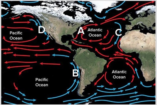 <strong>Which of the following shows the location of the Humbolt Current? </strong> A)A B)B C)C D)D